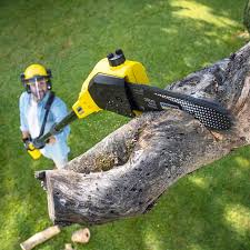 Best Tree Removal Services  in Carroll, IA